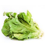 Lechuga chilena