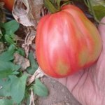 Tomate Corazón de Buey
