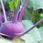 Colinabo morado