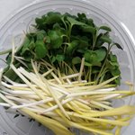 Mix de Microgreens