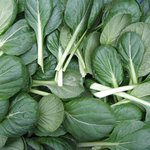Tatsoi verde